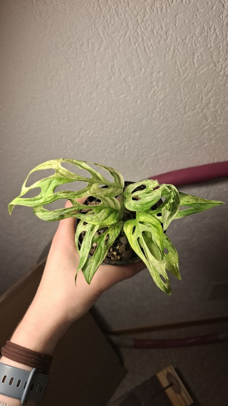 Piante & sementi: monstera adansonii indonesia marble – Usato da Hausen AG venduto da Pflaenzlioase 1
