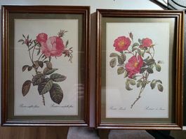 2 schöne Blumen Bilder Rosen
