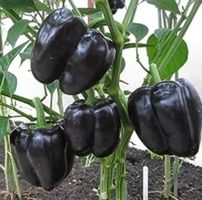 Rarität: 10 Samen SELTENE SCHWARZE PAPRIKA "BLACK HORSE"