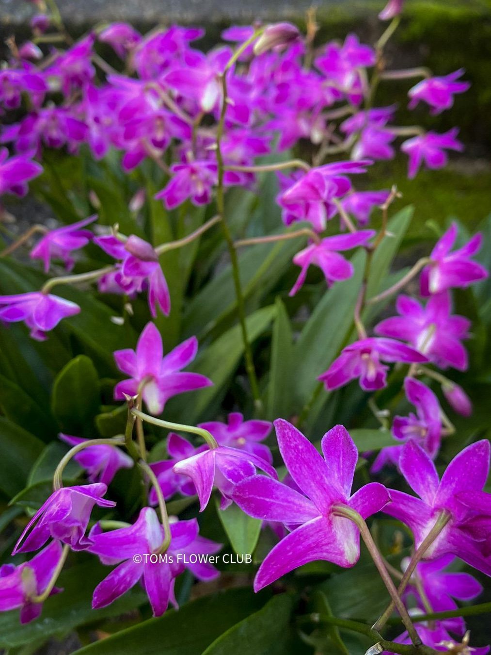 Piante & sementi: Dendrobium Kingianum - żart duftende Orchidee – Nuovo e nell'imballaggio originale da Adliswil venduto da astom369 6
