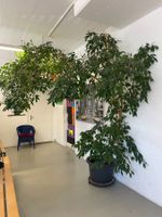 Ficus Benjamin 2.3m
