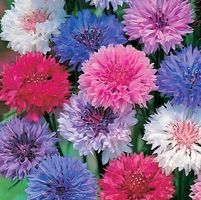Ab 5.- fr 20 Samen Flockenblume MIX Centaurée Fiordaliso