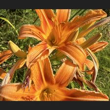 Profile image of Livia_18