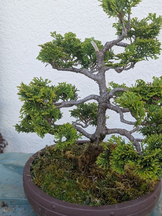 Pflanzen & Samen: Hinoki Cypress Bonsai – Gebraucht aus Ennetbaden von miboo 2
