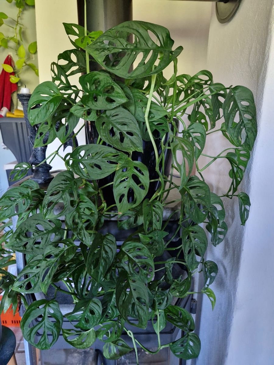 Pflanzen & Samen: Monstera – Gebraucht aus Menziken von Ines.Coelho 2
