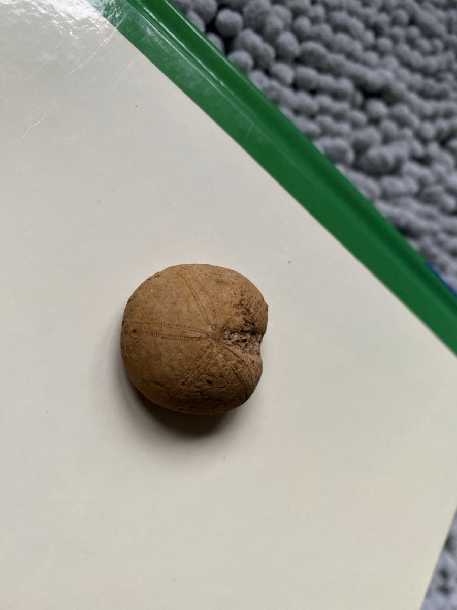 Fossili: Seeigel-Fossil – Usato da Liestal venduto da Stephanoceras1 3