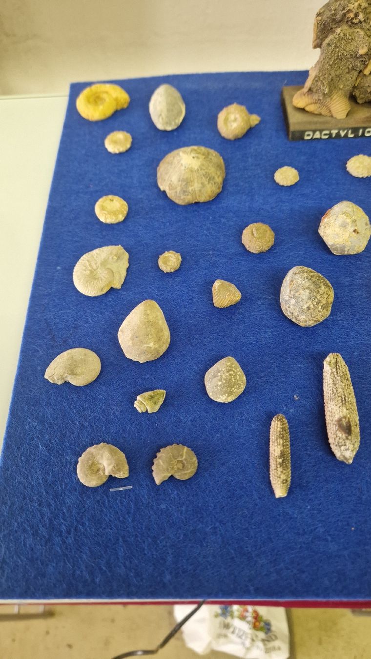 Fossili: Fossiliensammlung – Usato da Niederhasli venduto da rehauge01 1