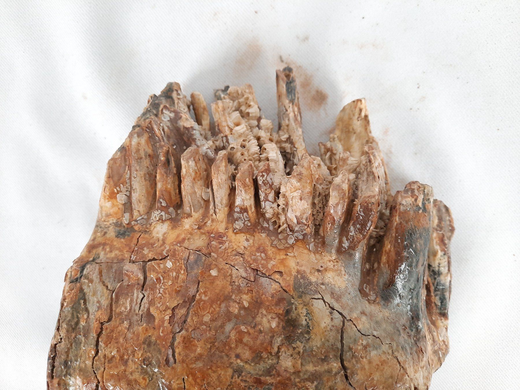 Fossili: Mammutzahn – Usato da Beinwil am See venduto da Restwert_Beinwil 6