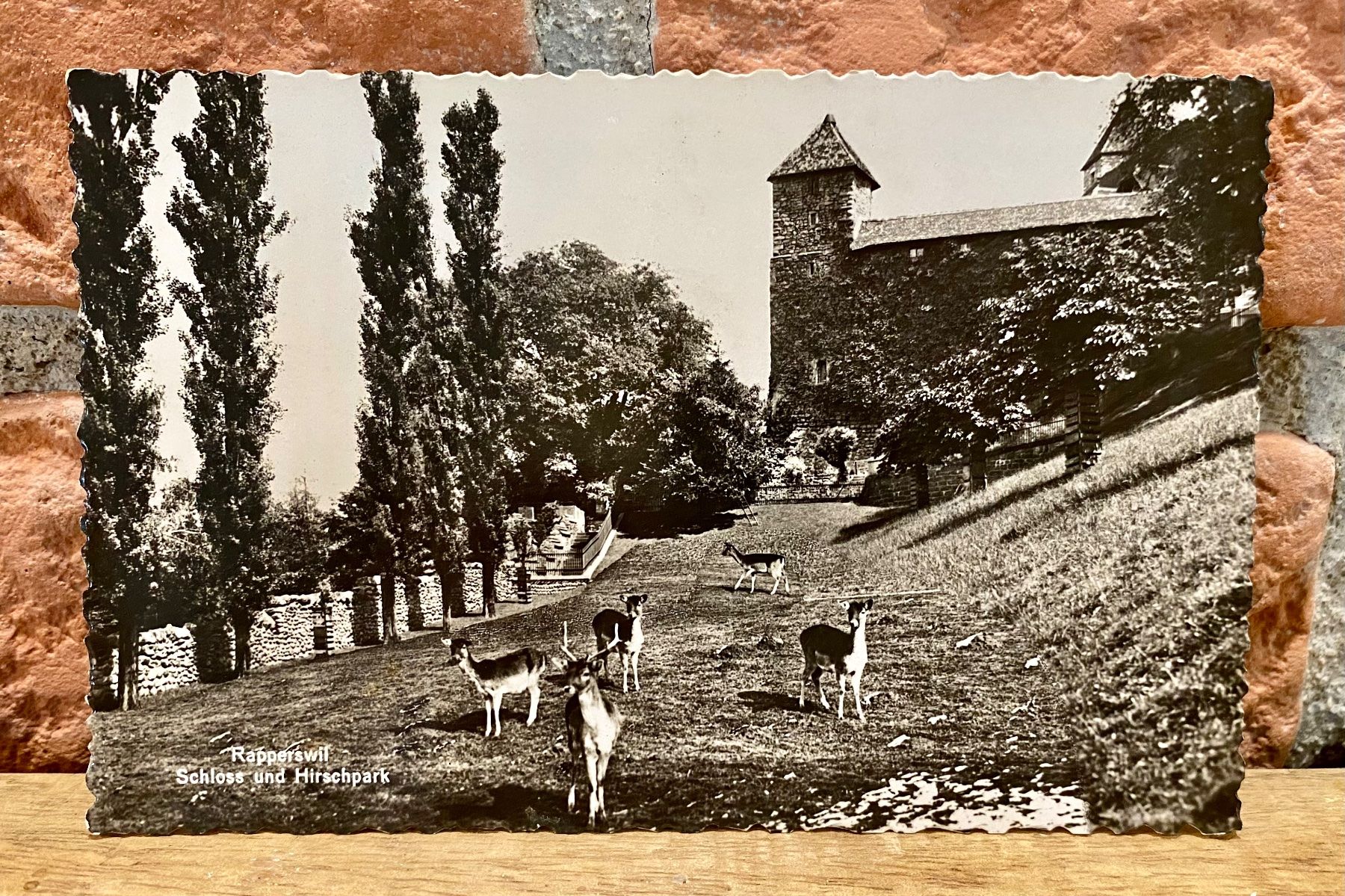 Cartoline postali: RAPPERSWIL - Schloss & Hirschpark - Tiere – Usato da Root venduto da ENGLAND-TREASURES