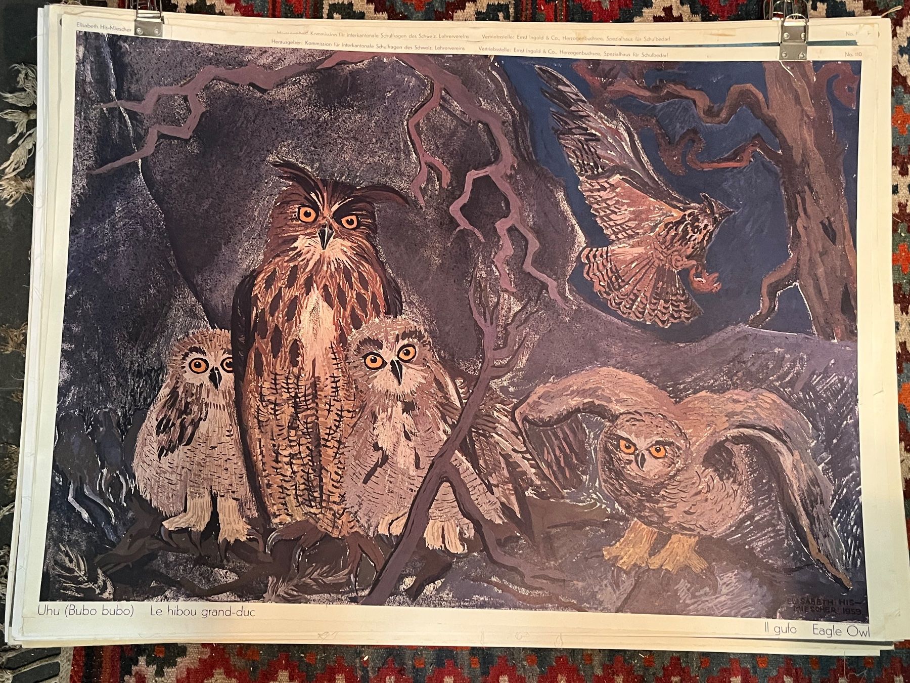 Foto & Immagini: schulwandbild uhu, bubo bubo :-) – Usato da Emmenmatt venduto da flyrecords