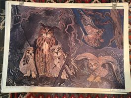 schulwandbild uhu, bubo bubo :-)