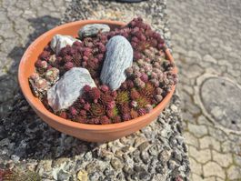 Pflanzenschale mit Hauswurz