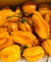 FRISCHE 🌶 10 STK  FRÜCHTE HABANERO GELB HOTTEST CHILI‪‪