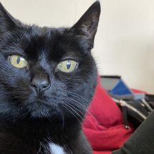 Profile image of PeryTheCat