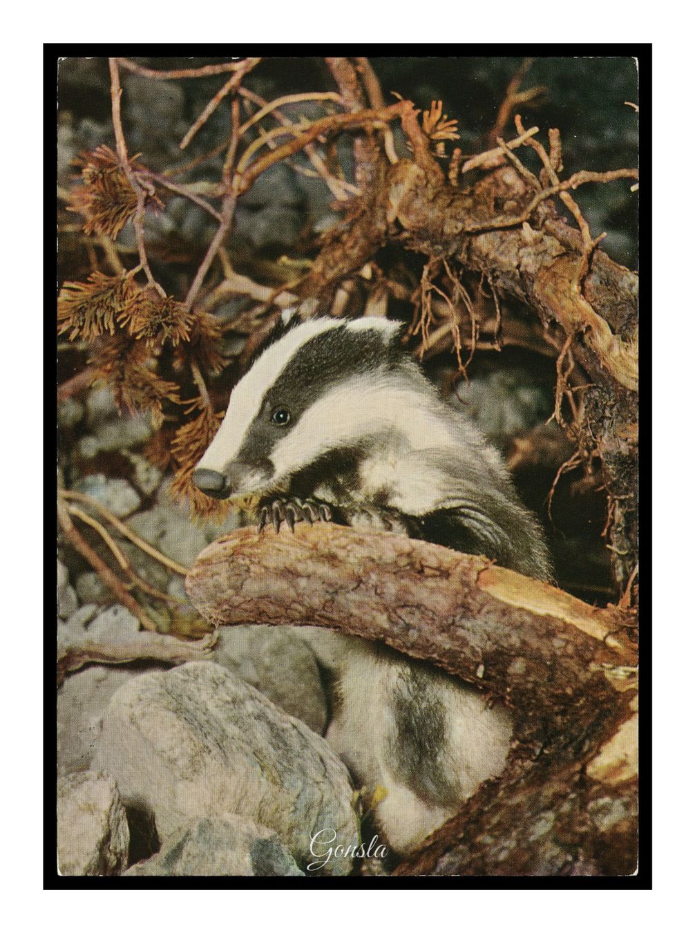 Cartoline postali: BLAIREAU - DACHS - BADGER "Farbafoto Jon Feuerstein" – Usato da Onex venduto da Lagorel01