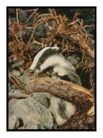 BLAIREAU - DACHS - BADGER "Farbafoto Jon Feuerstein"