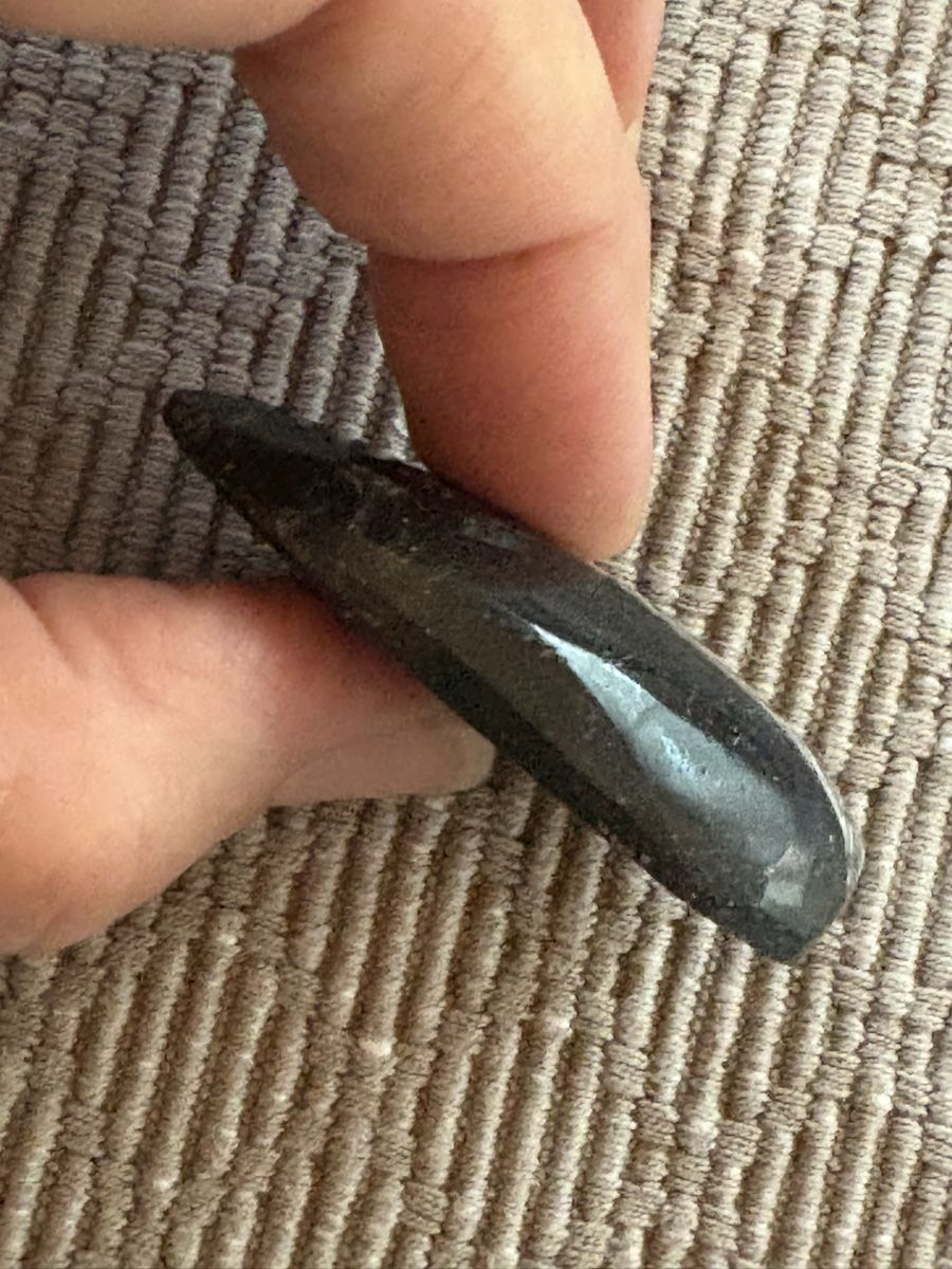 Fossilien: Orthoceras versteinert – Gebraucht aus Rümlang von euqinom16 2