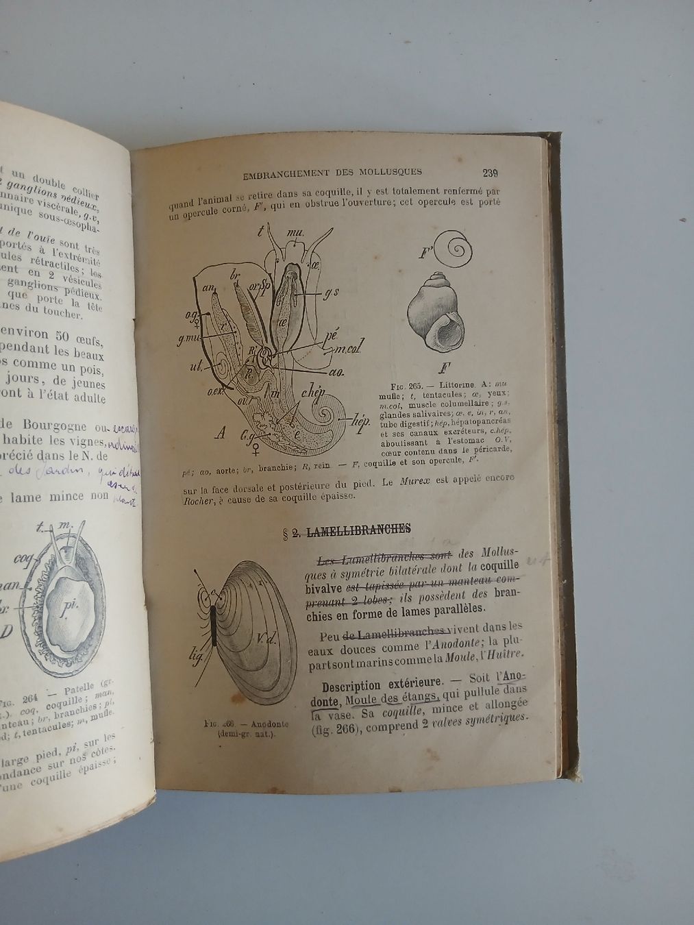 Libri: Histoire Naturelle, 1902 – Usato da Belfaux venduto da frifri500 3