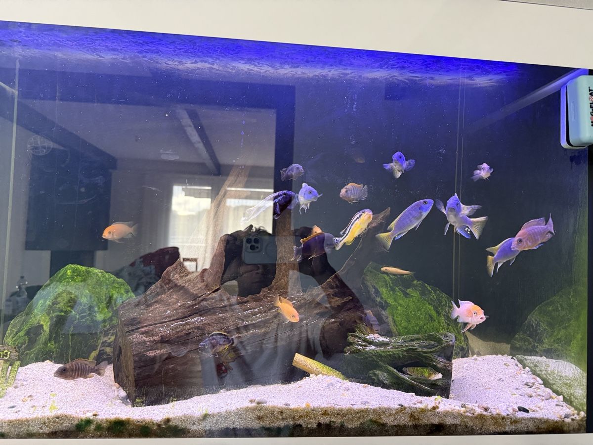 Aquarium: Eheim incipia 330 LED weiss – Gebraucht aus Menziken von Beshi90 3
