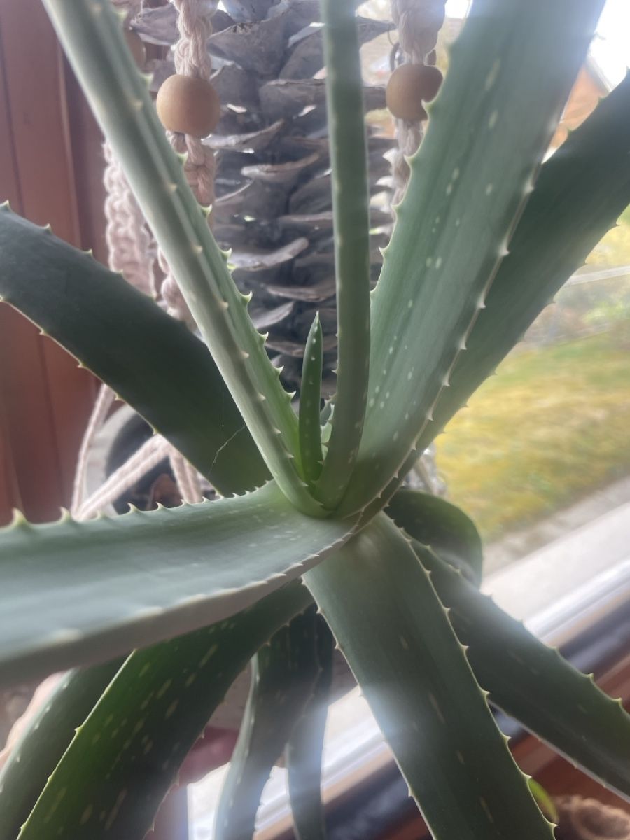 Pflanzen & Samen: Aloe groß mit Hänger – Gebraucht aus Freidorf TG von ibipatria 2