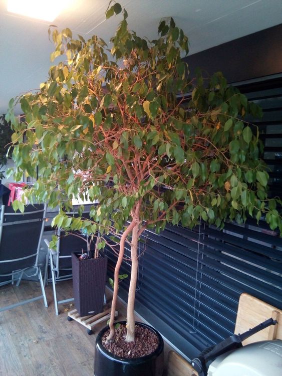 Grosse Ficus Benjamina Pflanze Baum Kaufen auf Ricardo