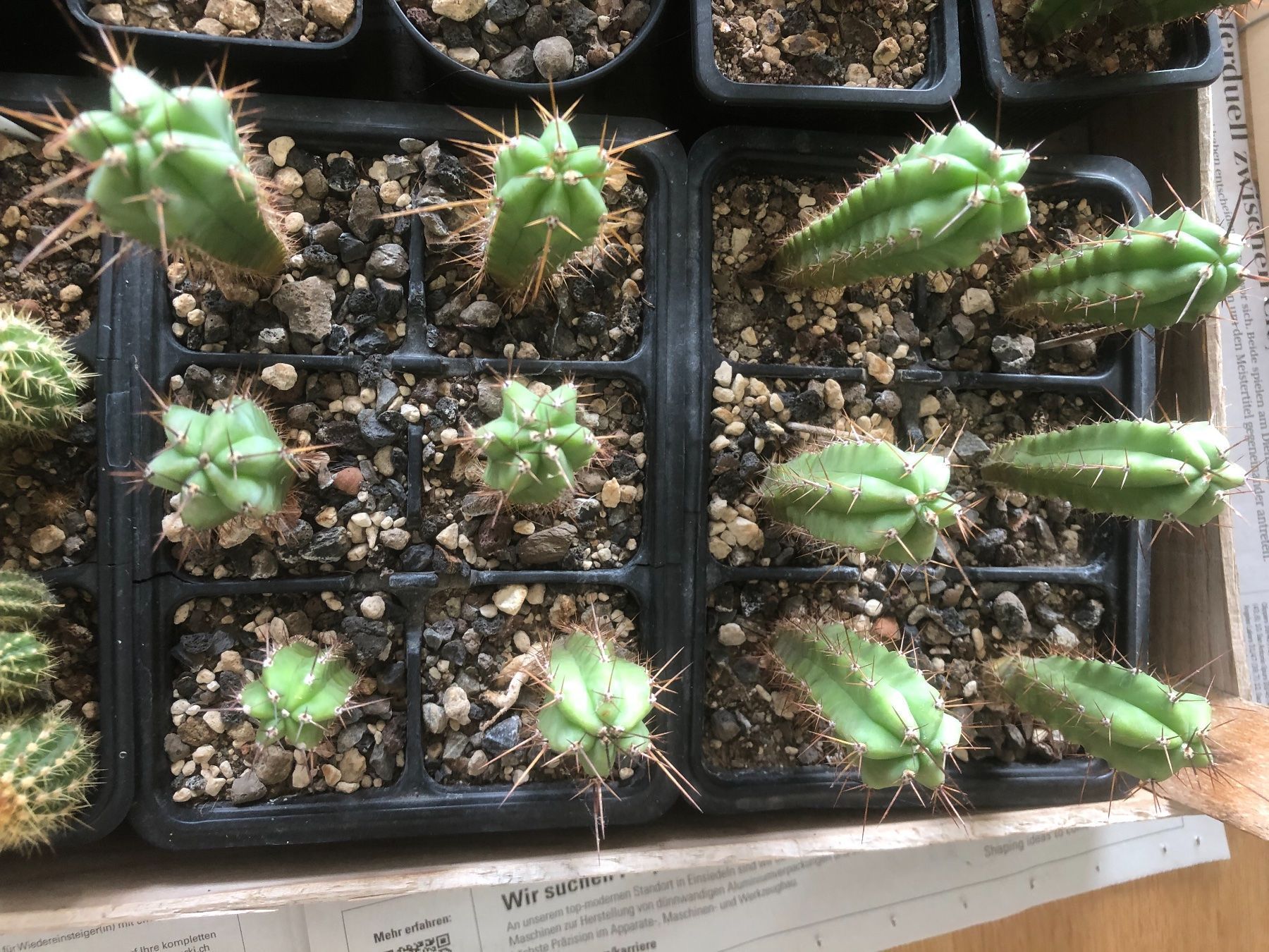 größter gummibaum der welt Gummibaum 'Robusta' XXL-Größe kaufen main image 1