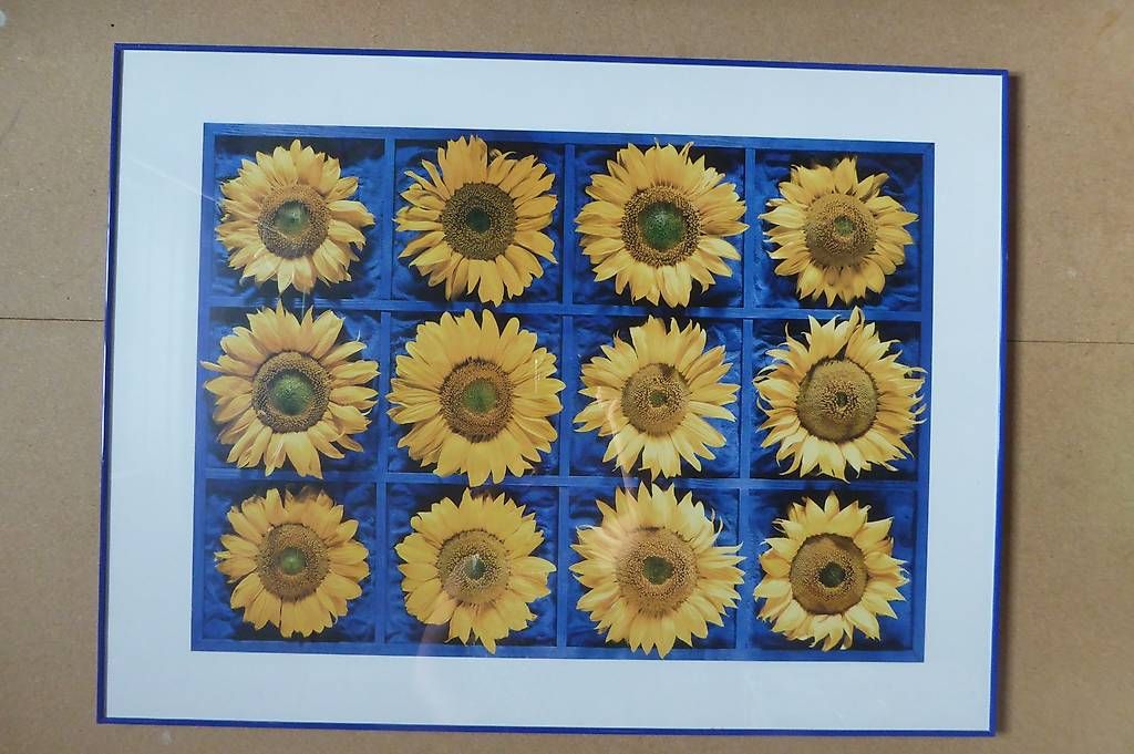Poster & Bilder: Wandbild Motiv Sonnenblumen – Gebraucht aus Otelfingen von Schlaedde