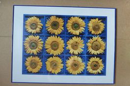 Wandbild Motiv Sonnenblumen