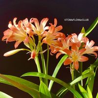 Clivia Miniata klassisch lachsorange blühend - Garten-Kultur