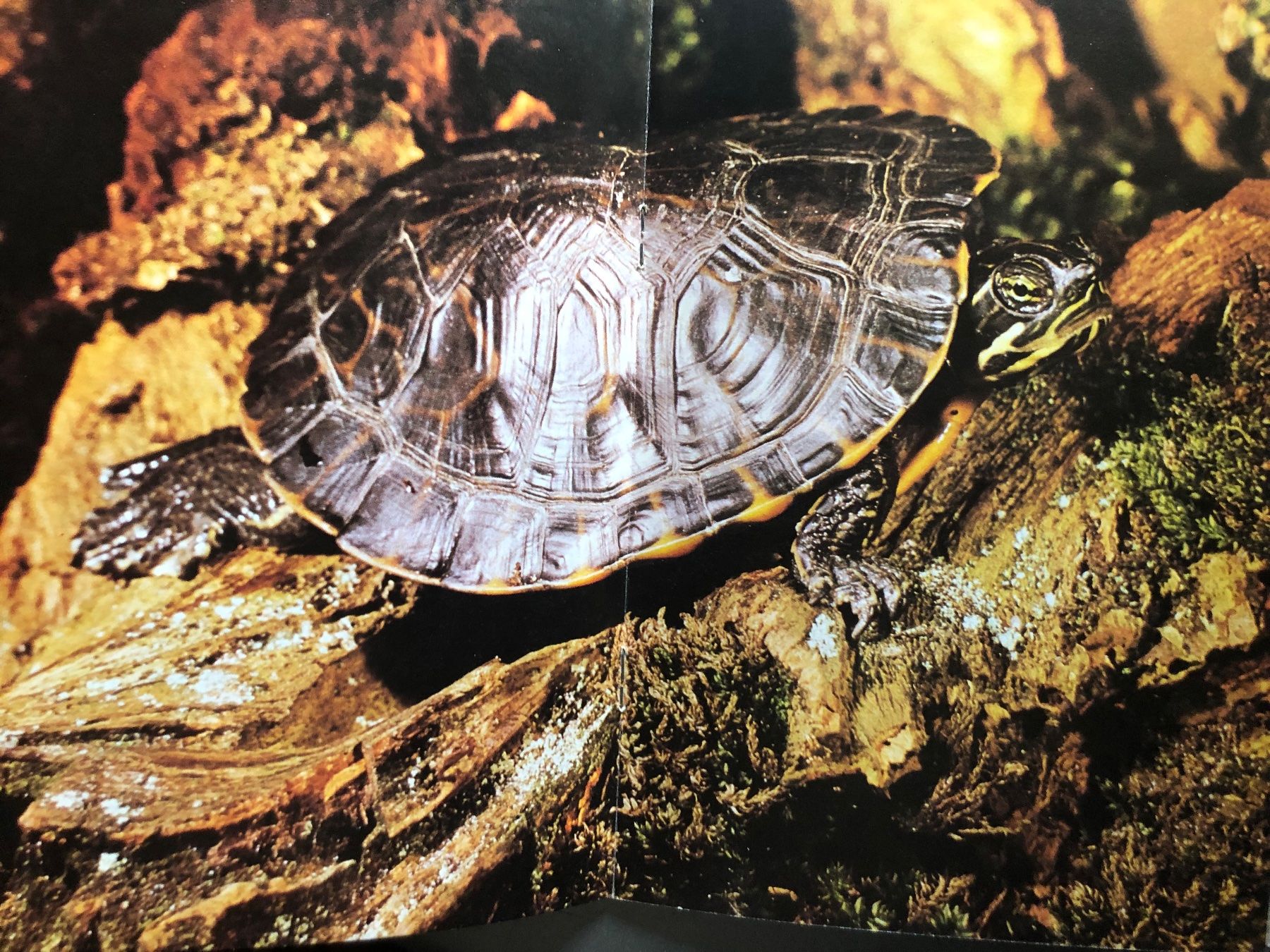 Livres: Schildkröten Buch – D'occasion à Eglisau par Vidal_sosun 3