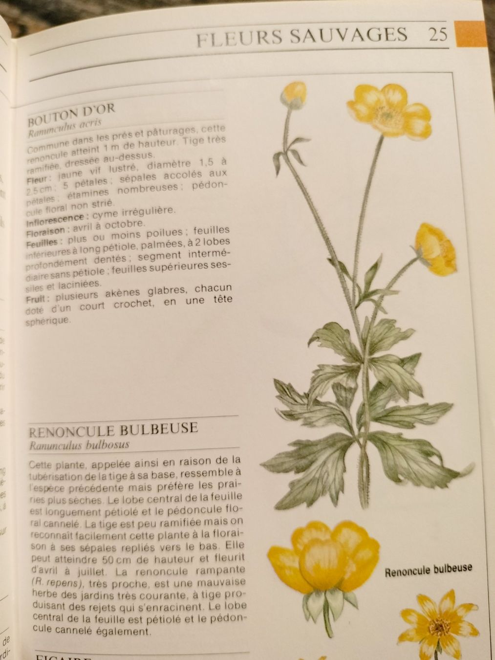 Libri: La vie des plantes – Usato da Cortaillod venduto da rozinna 4