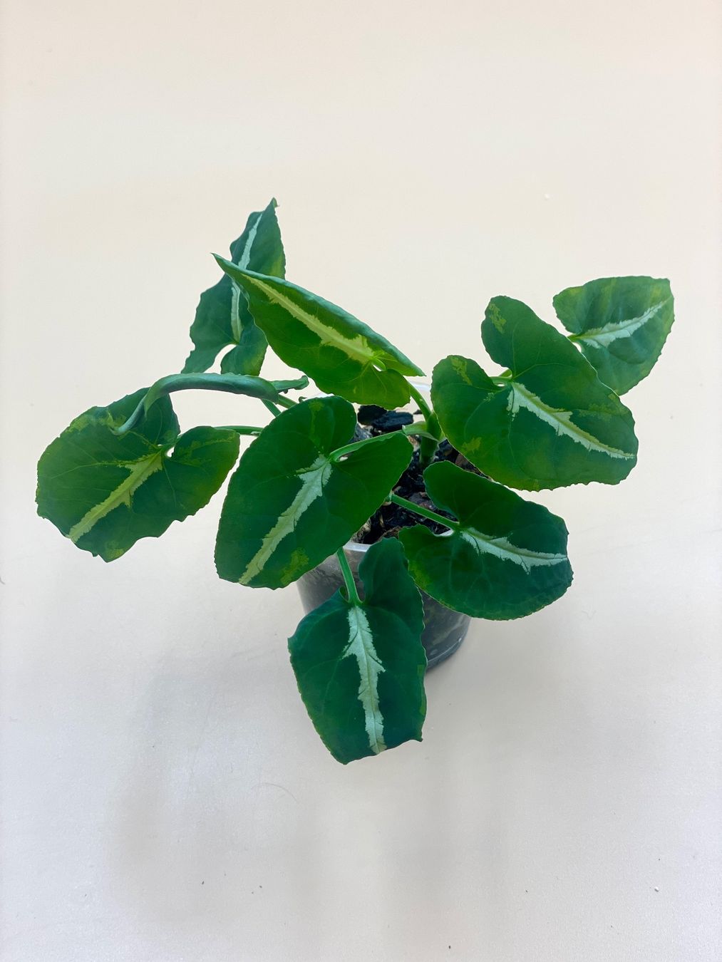 Piante & sementi: Syngonium wendlandii – Nuovo (secondo la descrizione) da Zürich venduto da Leafscape
