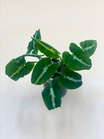 Syngonium wendlandii