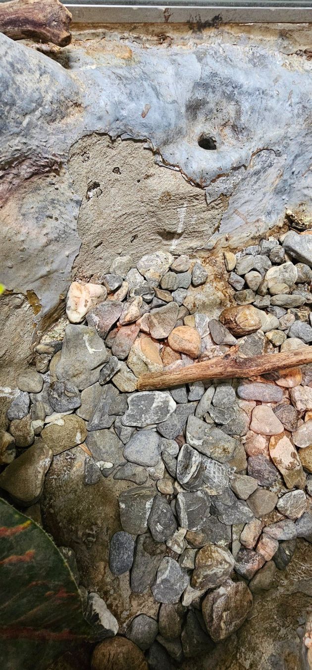 Terrario: TERRARIUM MIT UNTERBAU – Usato da Filzbach venduto da Menzi5 9