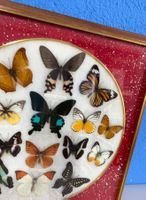 Bild mit 16 echten Schmetterlingen GePolsterT & gerahmt