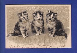 CHAT - 3 chats - Carte gauffrée // pli //