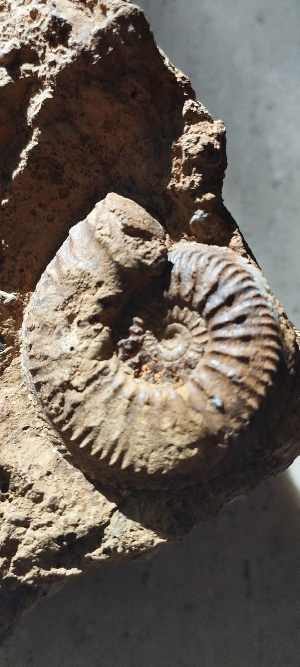 Fossiles: Fossilien – D'occasion à Oberdorf SO par and_jxk2 1
