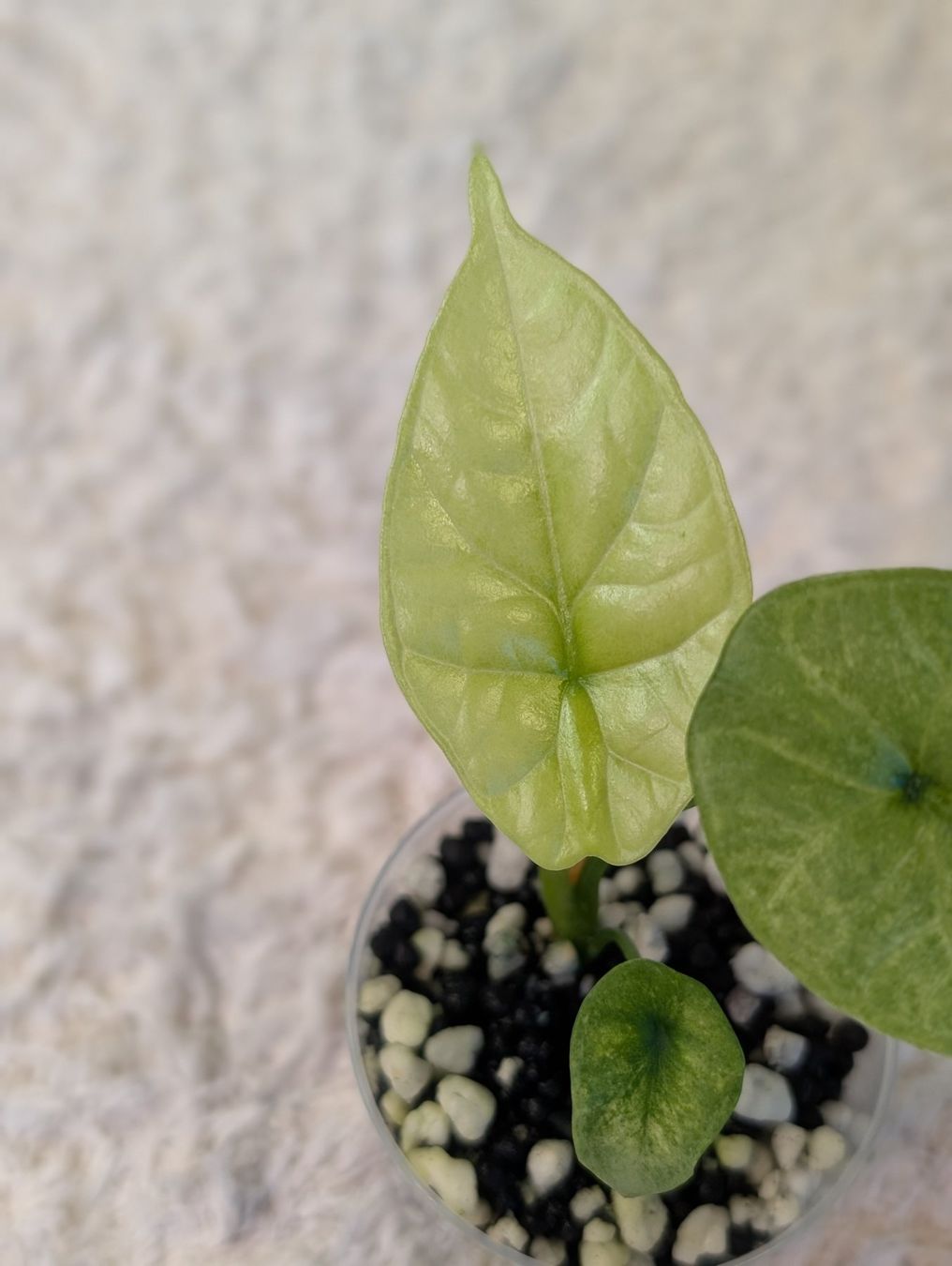 Piante & sementi: Alocasia Sinuata Mint Variegata – Nuovo (secondo la descrizione) da Faulensee venduto da plantmama 1