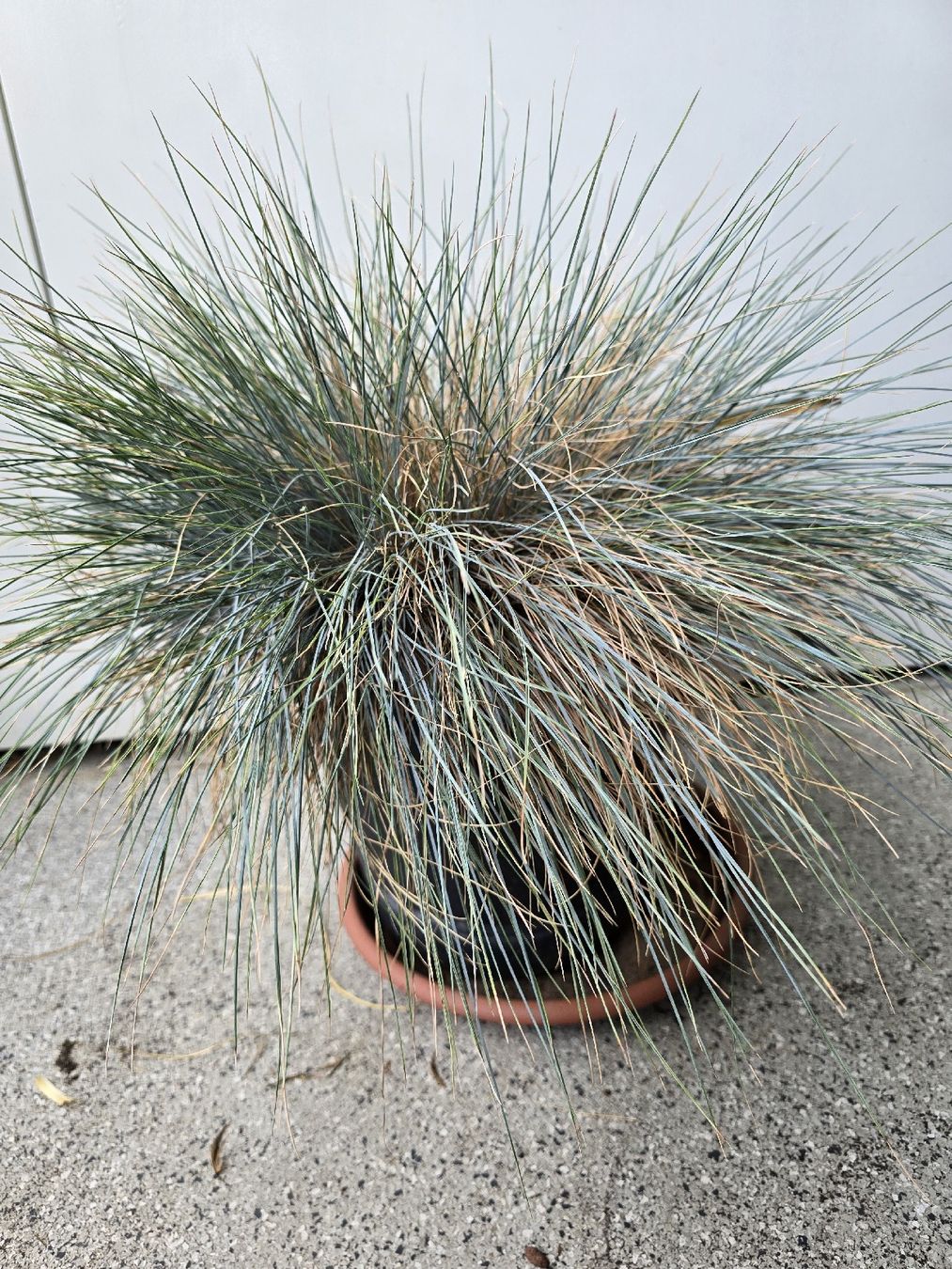 Piante & sementi: Grosser Blauschwingel im Elho Topf – Usato da Rickenbach b. Wil venduto da Kth_v8 1