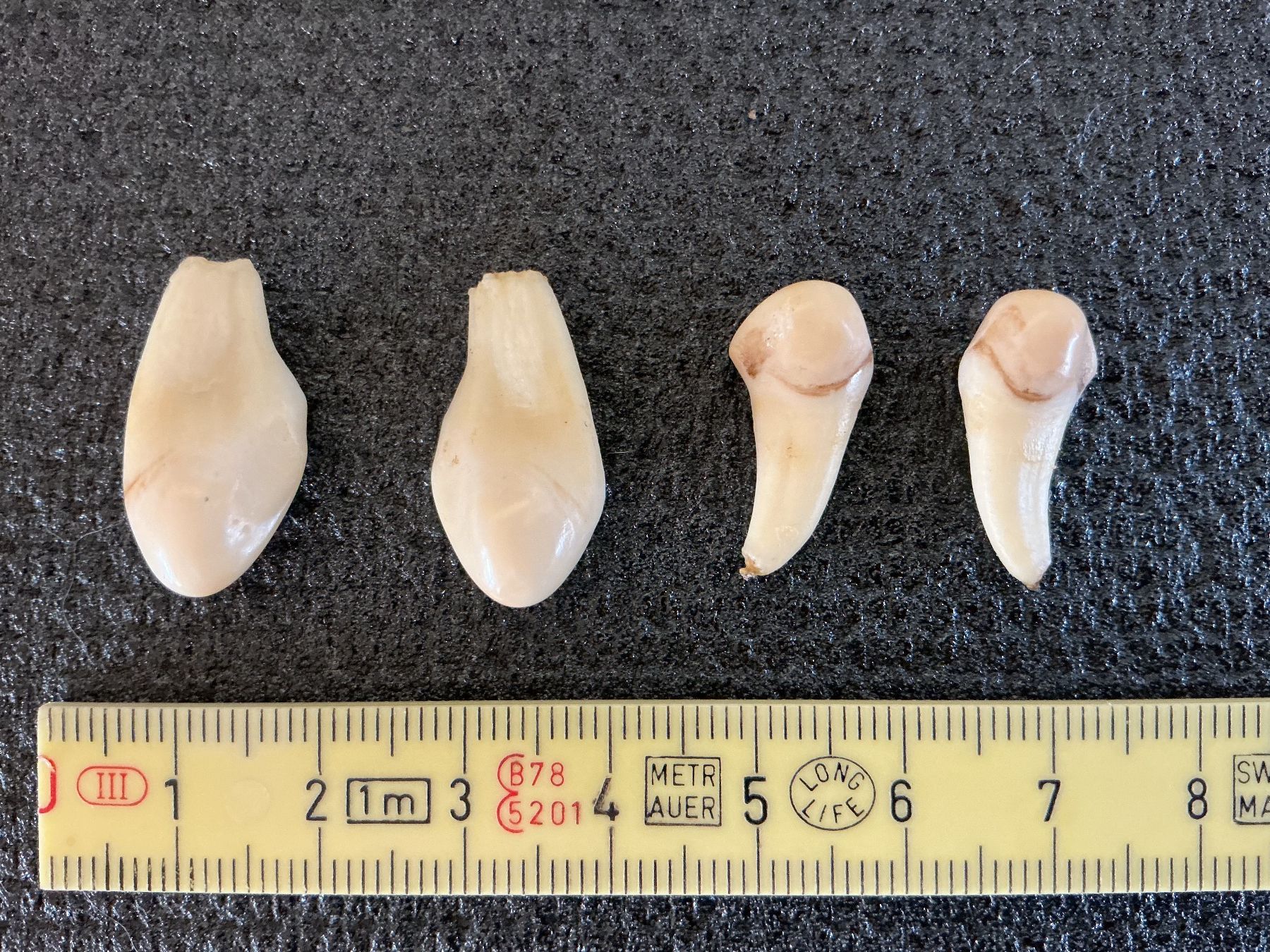 Fossili: Grandeln, Hirsch, Rotwild – Usato da Giswil venduto da Guardia75