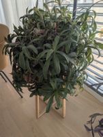 Tradescantia Spathacea / Purpurblättrige Dreimasterblume