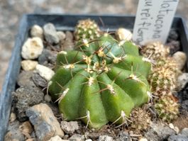 Kakteen, Pflanze, Matucana aureiflora