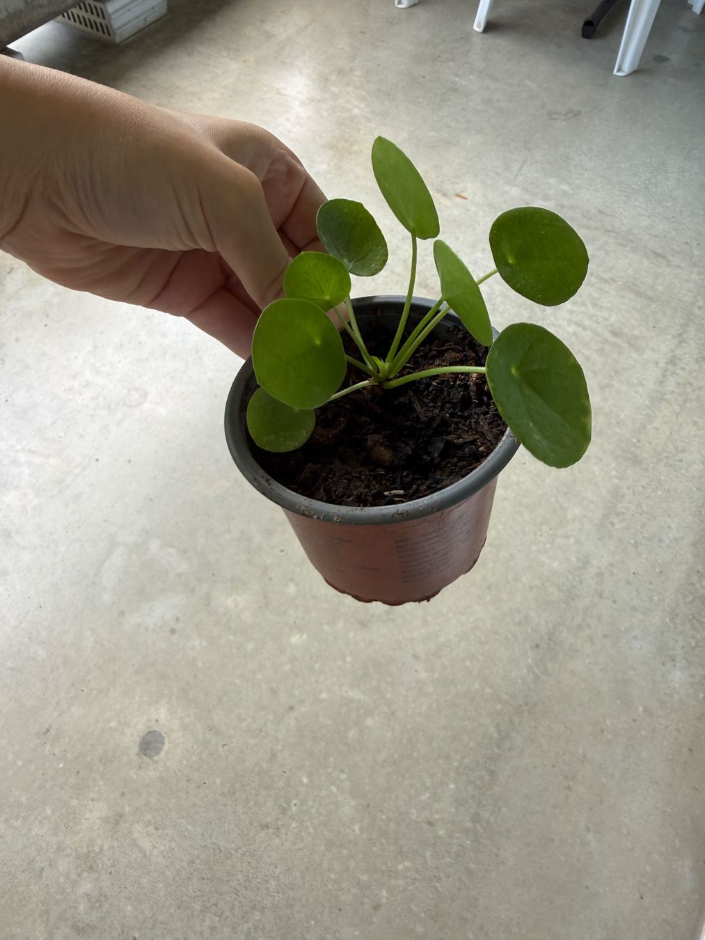 Piante & sementi: Pilea Pflanze – Usato da Bern venduto da Wil.Wayne