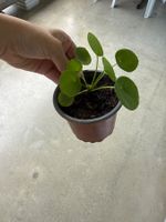 Pilea Pflanze