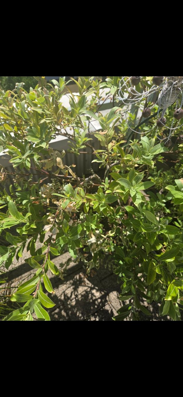 Pflanzen & Samen: Rosa Kätzchen-Weide / Salix gracilistyla – Gebraucht aus Höri von fab_w7p5 2