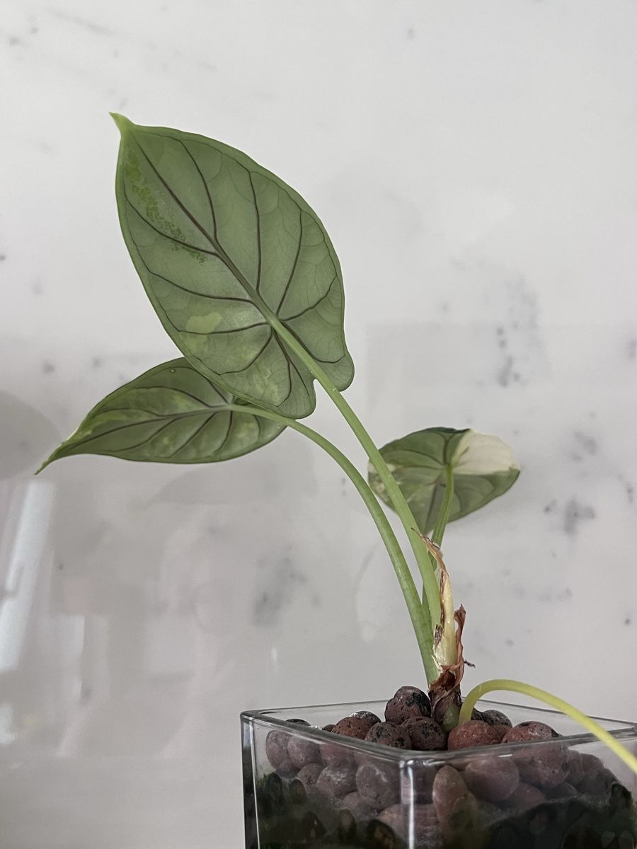Piante & sementi: Alocasia Dragon Scale Albo Variegata – Usato da Lugano venduto da The_Botanists 2