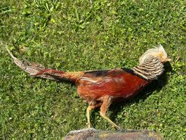 Ausgestopfter Jagdfasan