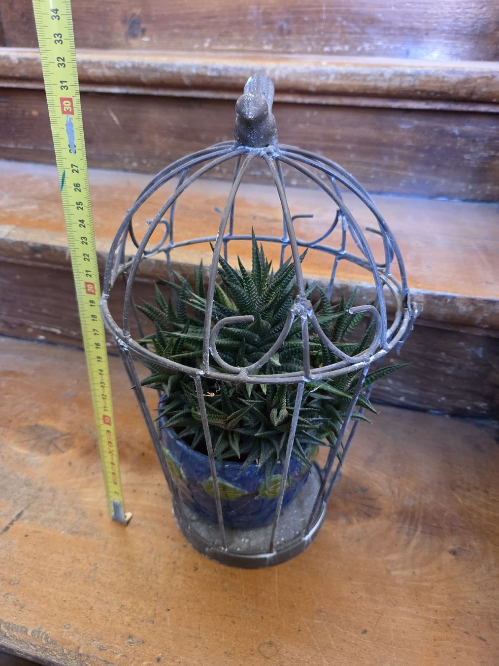 Pflanzen & Samen: Haworthia – Gebraucht aus Wädenswil von weihpos 2