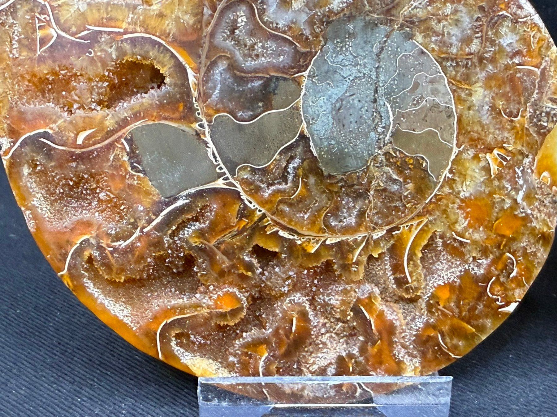 Fossili: Ammoniten-Paar – Usato da Schinznach Bad venduto da Demerald 5