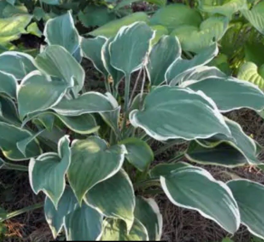 Pflanzen & Samen: Hosta irish eyes – Gebraucht aus Lajoux JU von Briard0 2